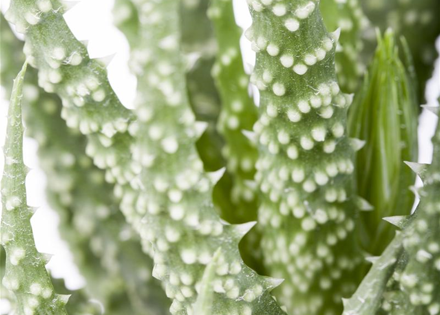 Aloe humilis