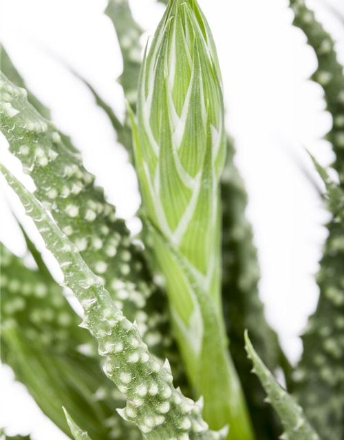 Aloe humilis