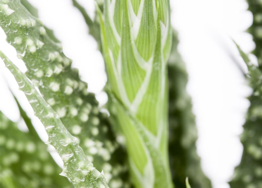 Aloe humilis