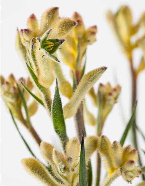 Anigozanthos hybriden