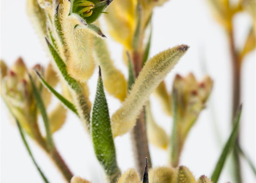 Anigozanthos hybriden