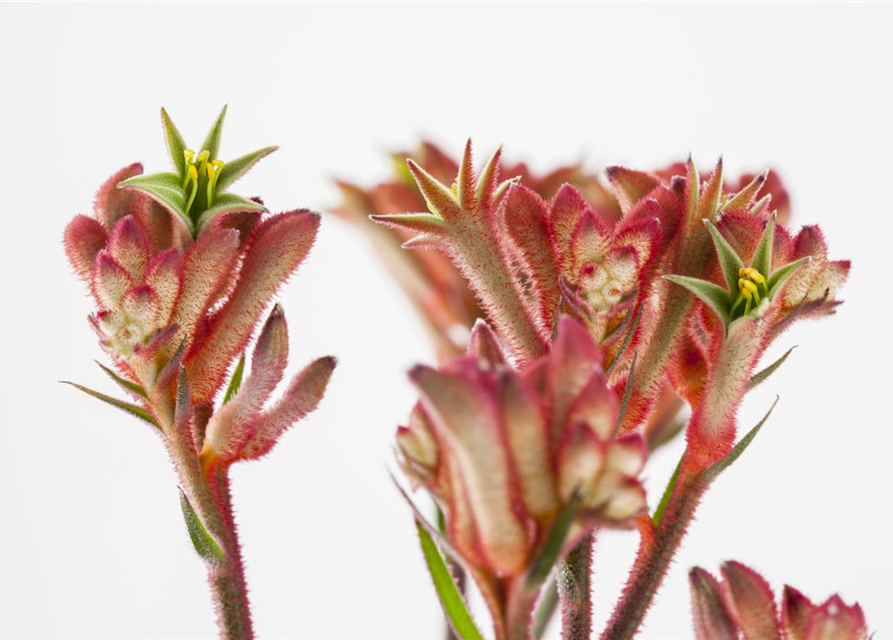 Anigozanthos hybriden