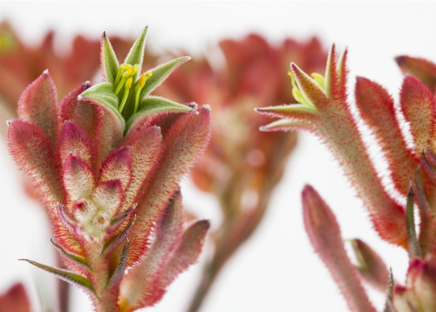 Anigozanthos hybriden