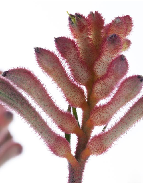 Anigozanthos hybriden