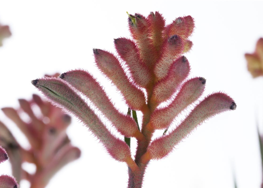 Anigozanthos hybriden