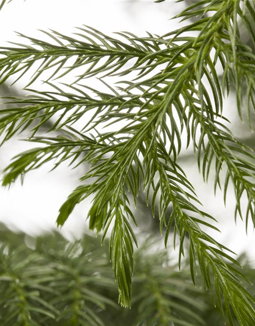 Araucaria heterophylla