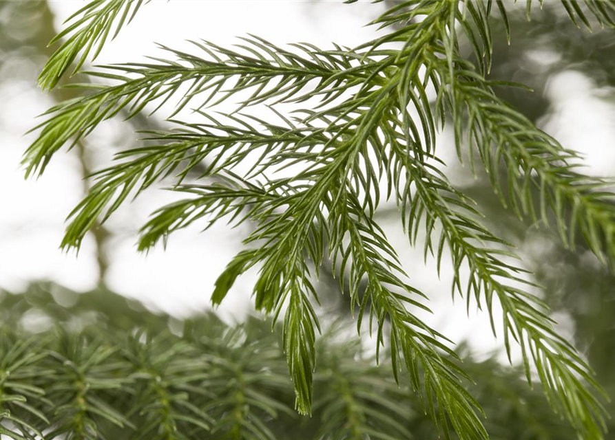 Araucaria heterophylla