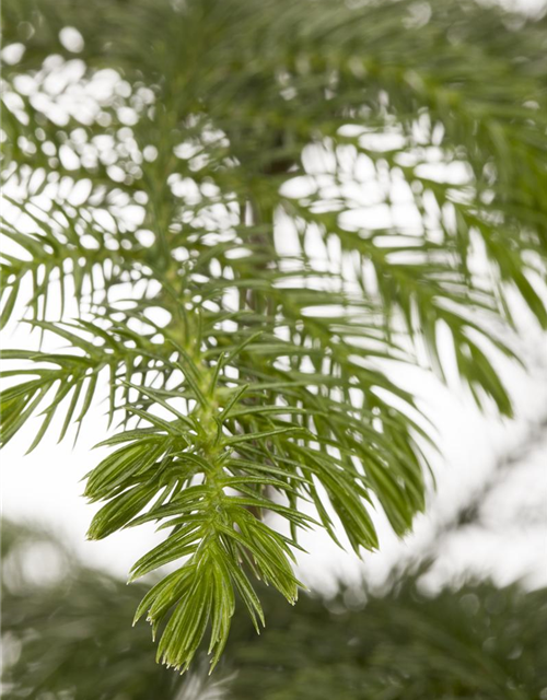 Araucaria heterophylla