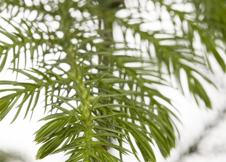 Araucaria heterophylla