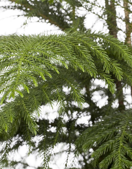 Araucaria heterophylla