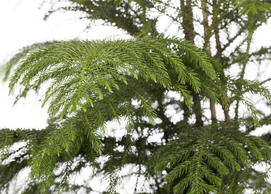 Araucaria heterophylla