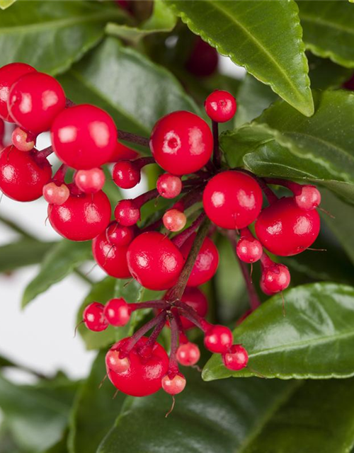 Ardisia crenata