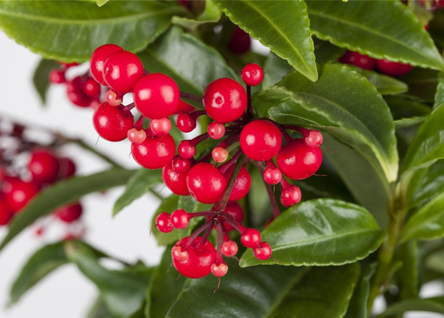 Ardisia crenata