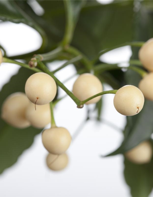 Ardisia crenata