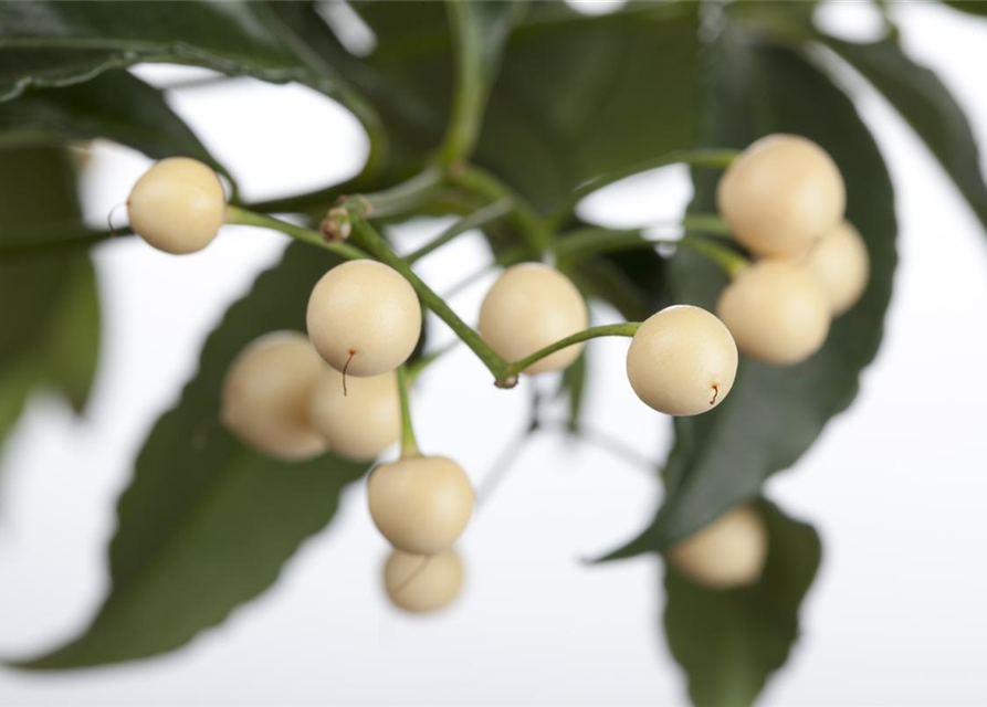 Ardisia crenata