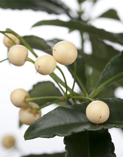 Ardisia crenata