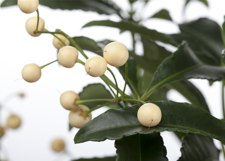 Ardisia crenata