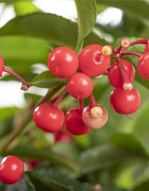 Ardisia crenata