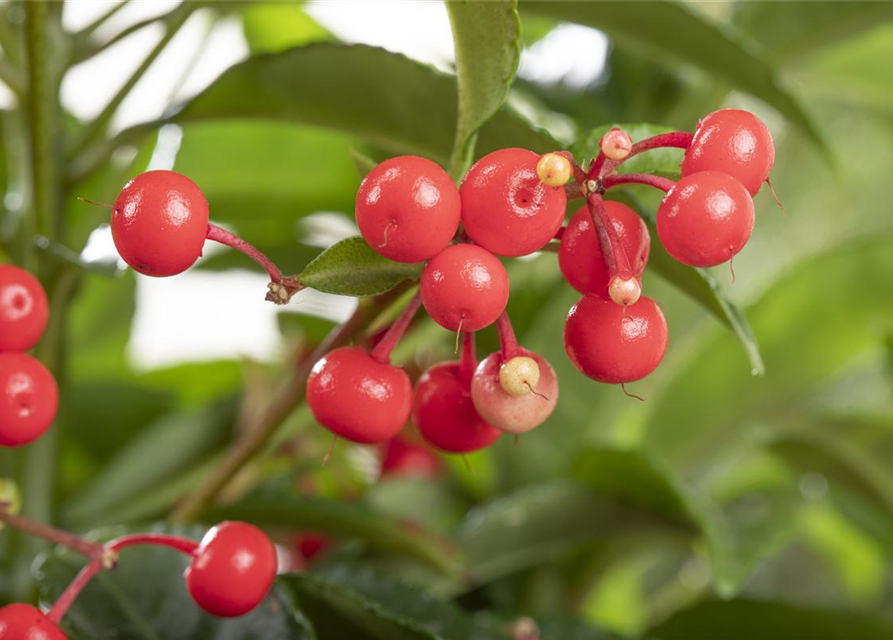 Ardisia crenata