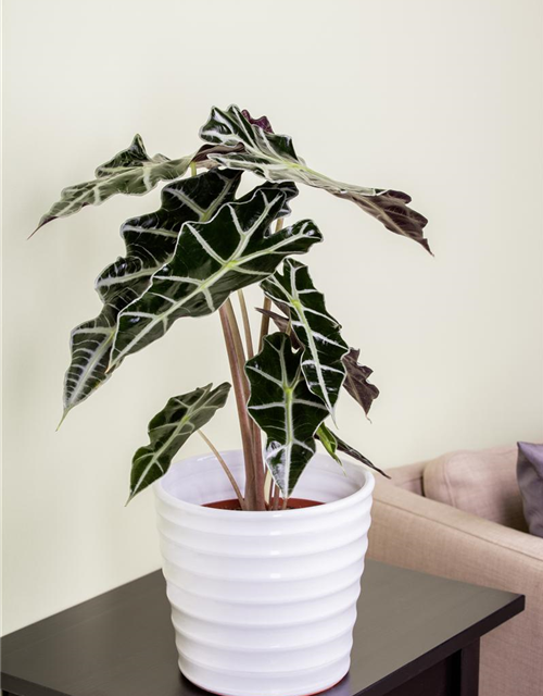 Alocasia amazonica T9