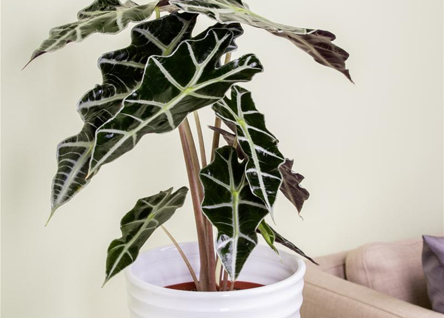 Alocasia amazonica T9