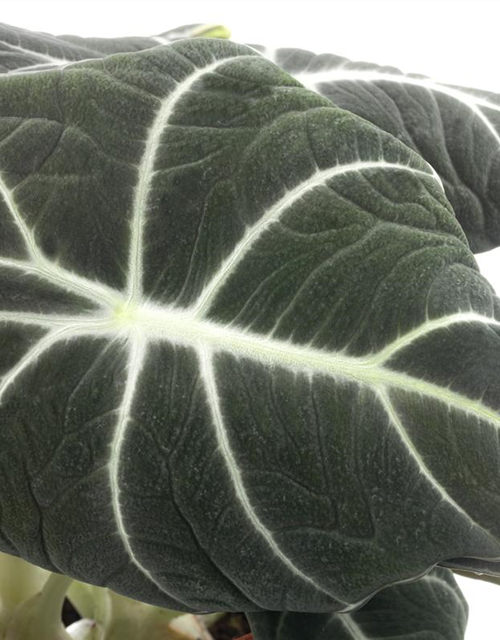 Alocasia Black Velvet