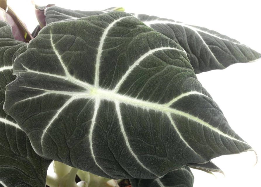 Alocasia Black Velvet