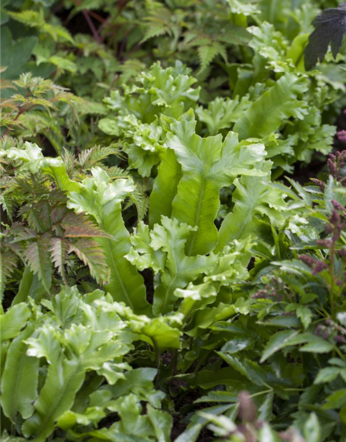 Asplenium antiquum Crissi