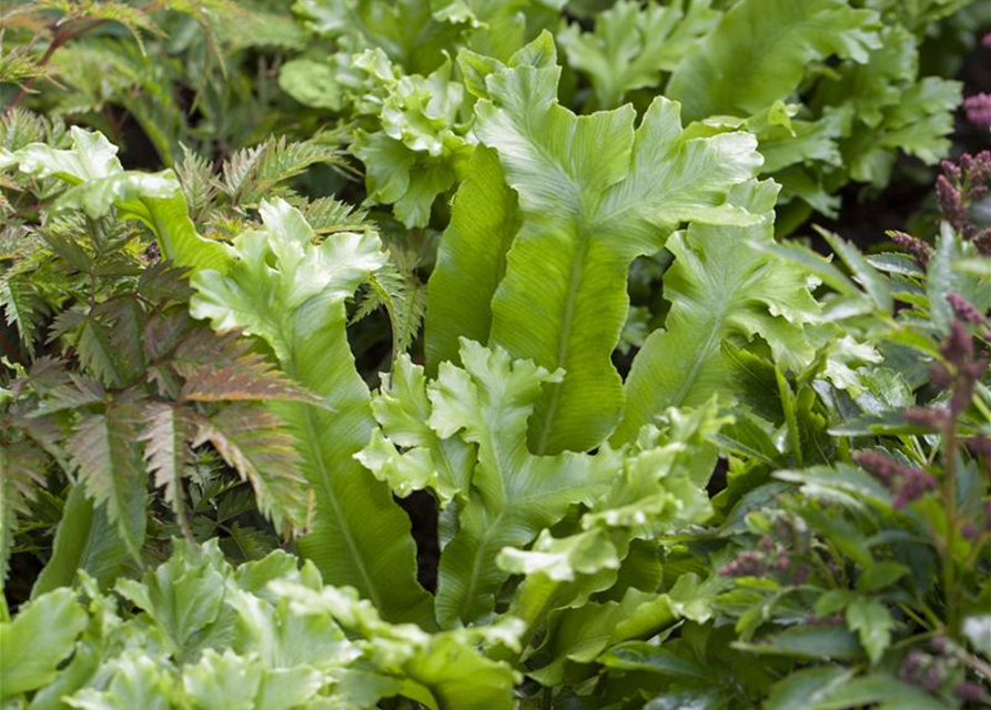 Asplenium antiquum Crissi