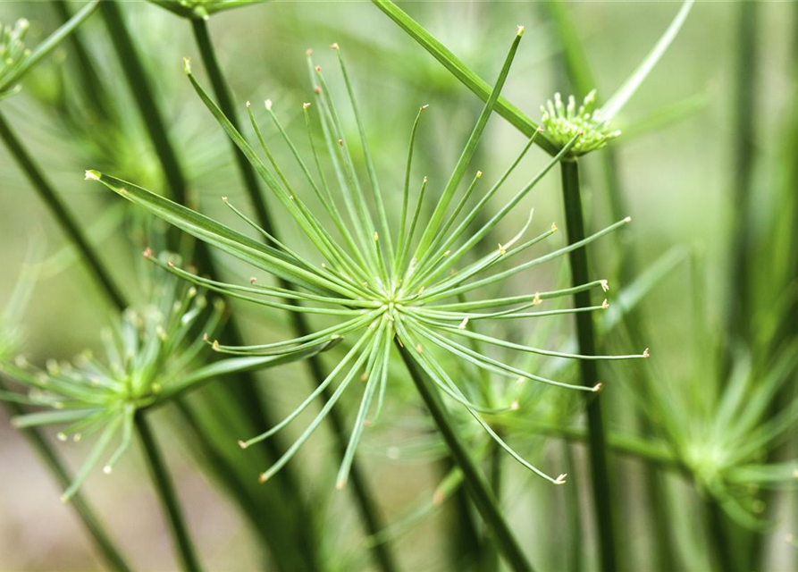 Cyperus haspan