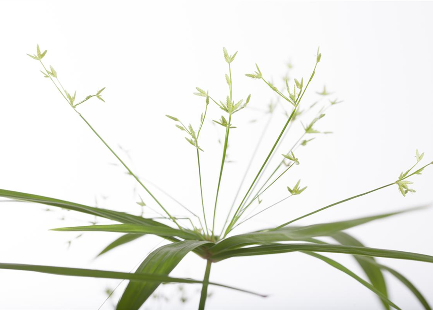 Cyperus haspan