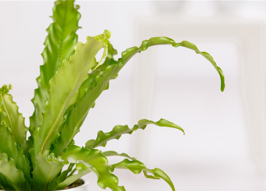 Asplenium antiquuum Osaka