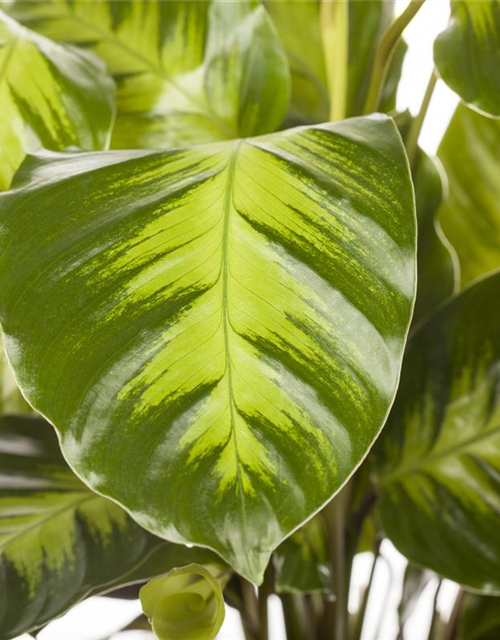 Calathea