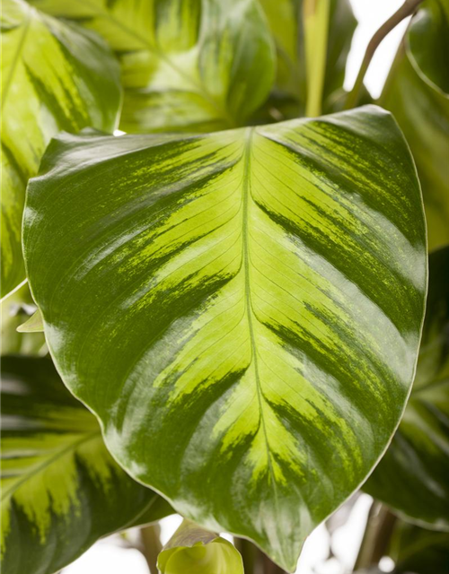 Calathea