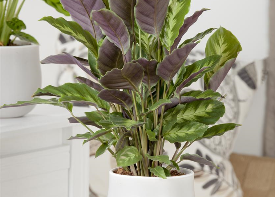 Calathea