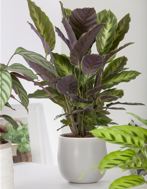 Calathea