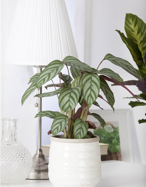 Calathea