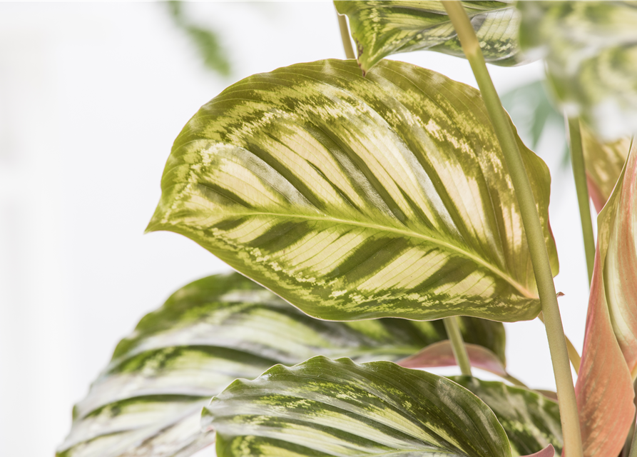 Calathea