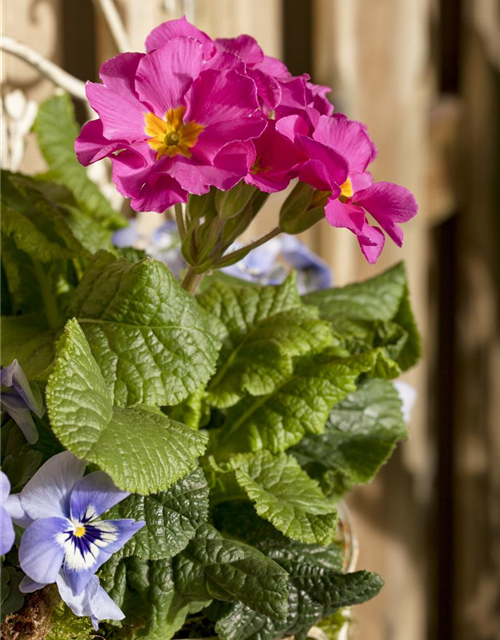 Viola cornuta Mix