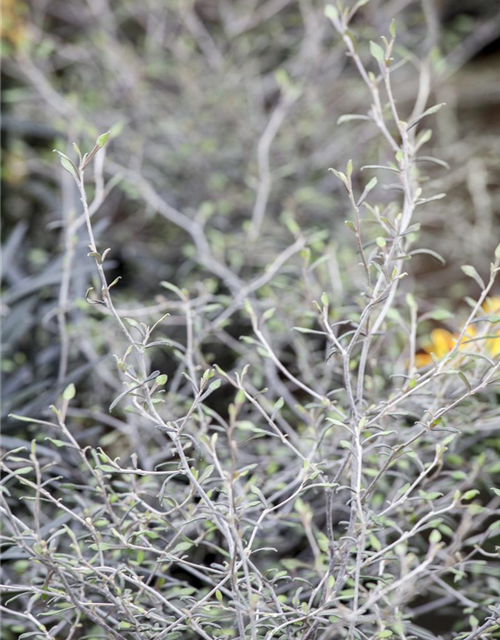 Corokia Cotoneaster