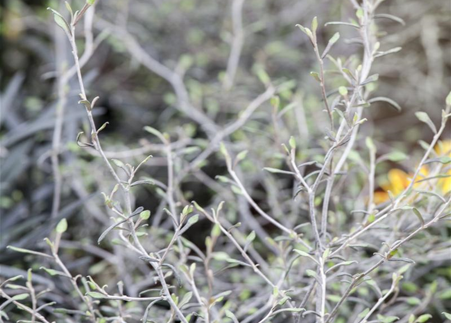 Corokia Cotoneaster