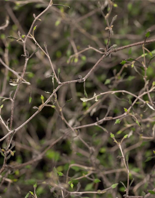 Corokia Cotoneaster