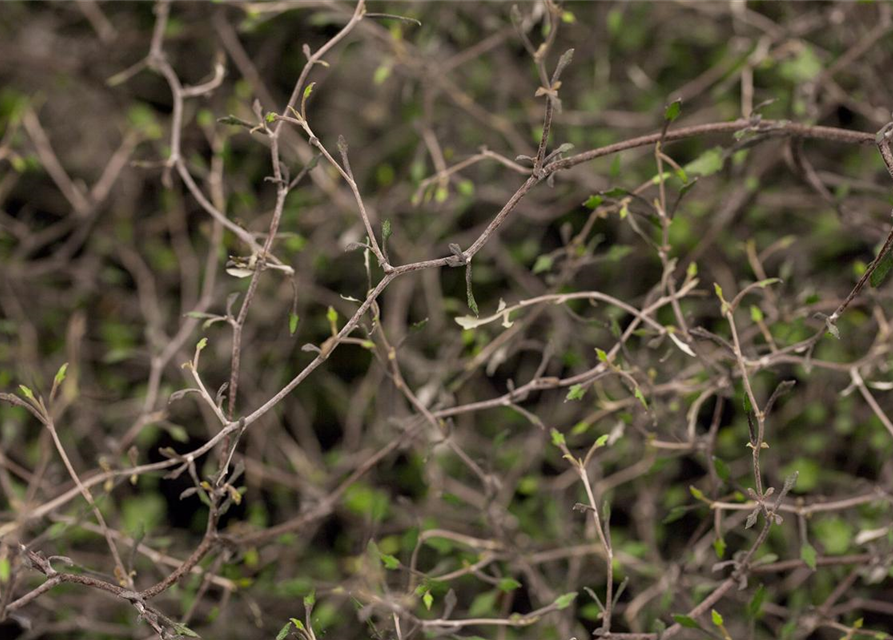 Corokia Cotoneaster