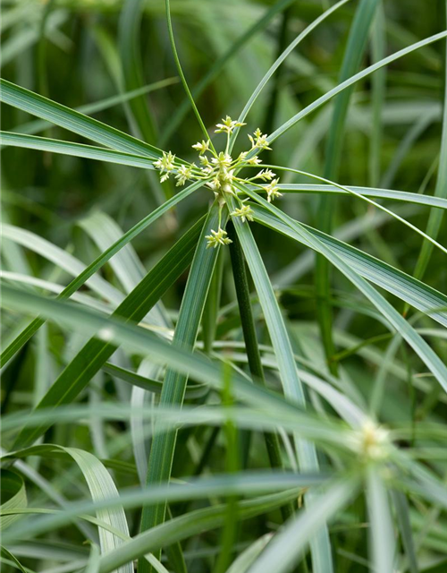 Cyperus alternifolius