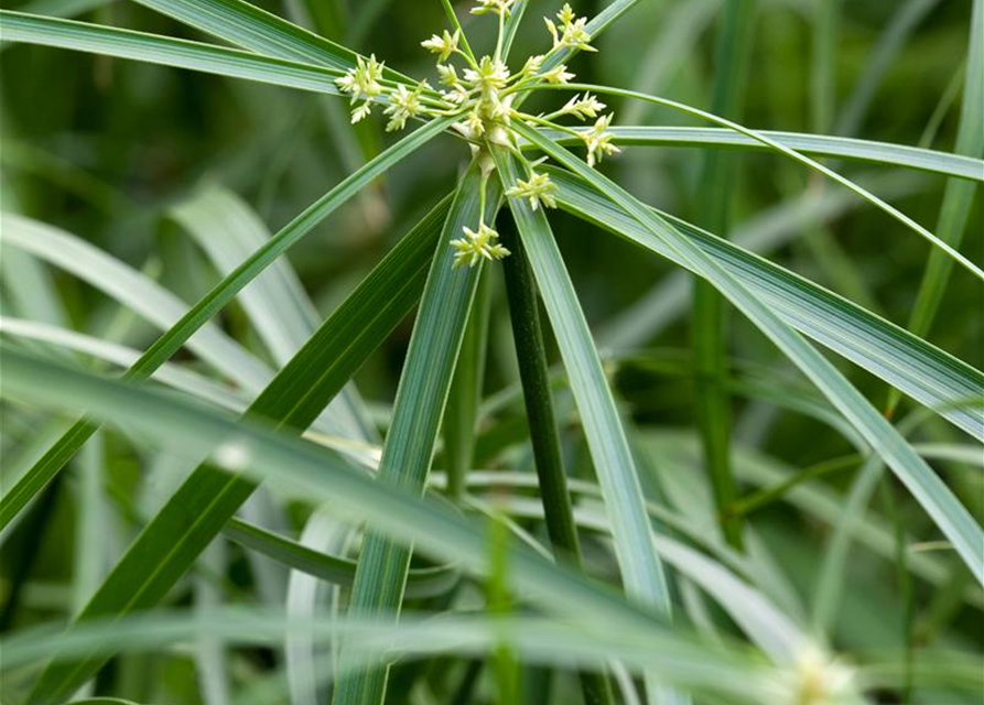 Cyperus alternifolius