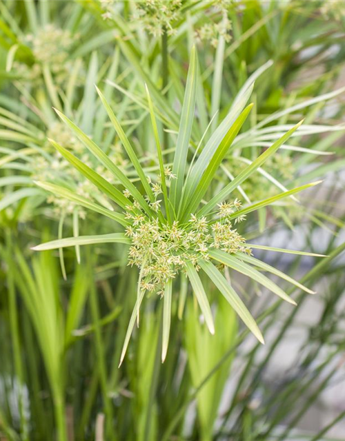 Cyperus alternifolius