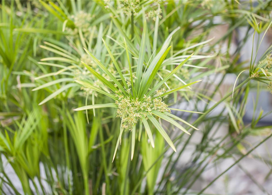 Cyperus alternifolius