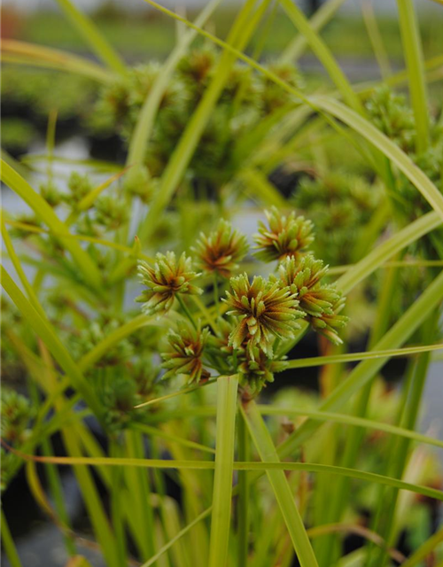 Cyperus alternifolius