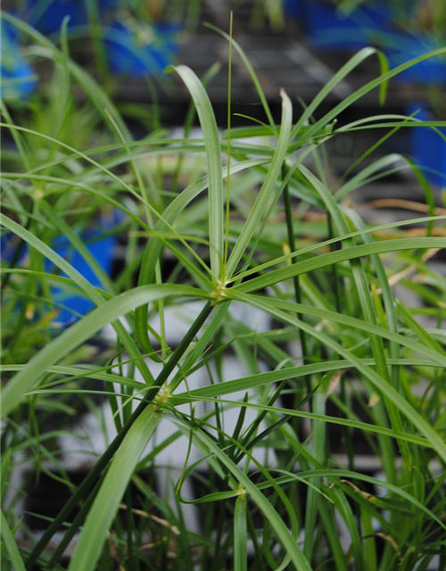 Cyperus alternifolius