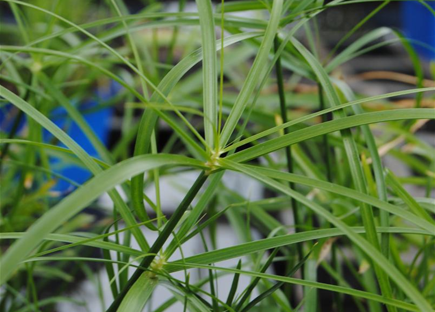 Cyperus alternifolius